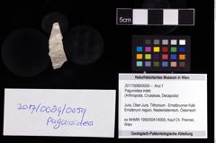 Foto (Objekt + Etikett) von Paguroidea indet.  (NHMW-GEO-2017-0089-0059)